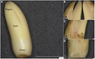 Programmed Cell Death May Be Involved in the Seedless Phenotype Formation of Oil Palm